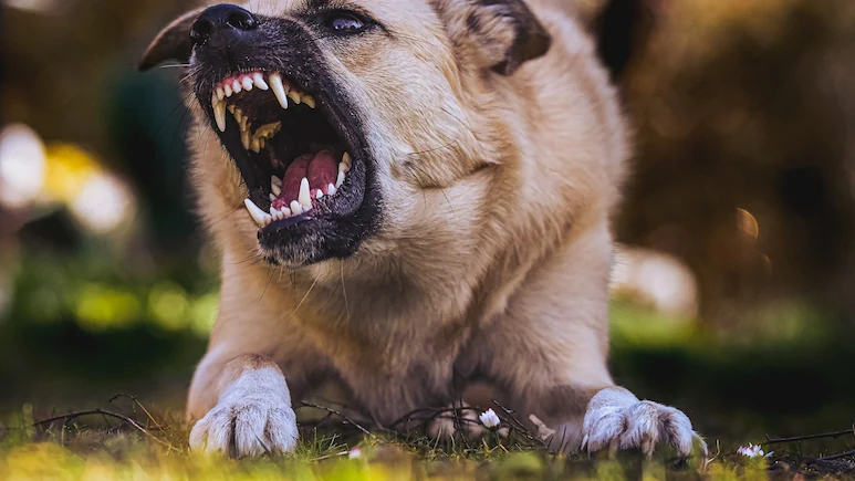 Dog Found Carrying Newborn’s Body at Indore Hospital; Investigation Underway