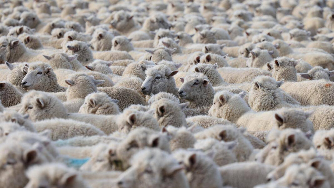 How Mongolian Herders Utilize New Technology to Combat Climate Change Challenges "Mongolian Herders Leverage Innovative Technology to Combat Climate Change Challenges"