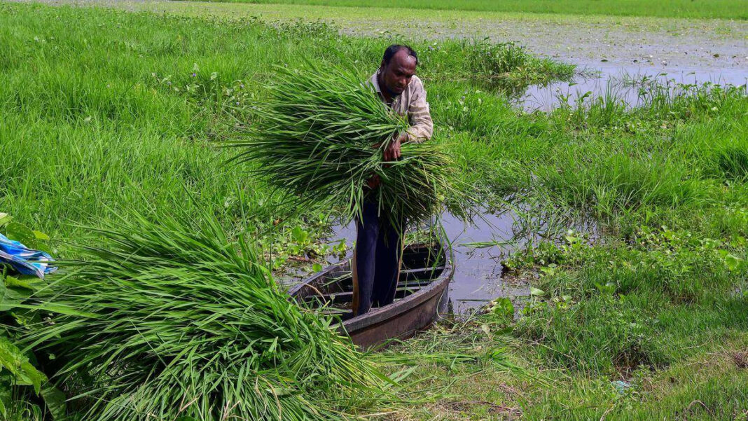 Maharashtra Government Launches Fodder Policy to Combat Shortage Maharashtra Government Launches Fodder Policy to Ease Shortage