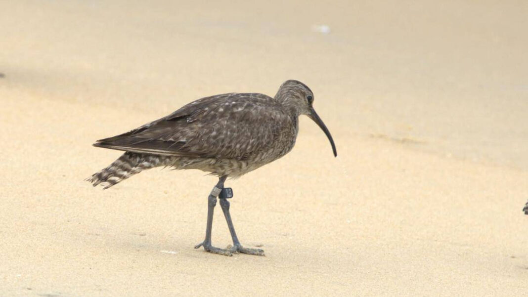 Rare Sightings: Ringed Eurasian Whimbrel and Marked Tibetan Sand Plover Resighted on Keralam Coast After Six Years "Rare Bird Sightings: Ringed Eurasian Whimbrel and Tibetan Sand Plover Resighted on Kerala Coast After Six Years"
