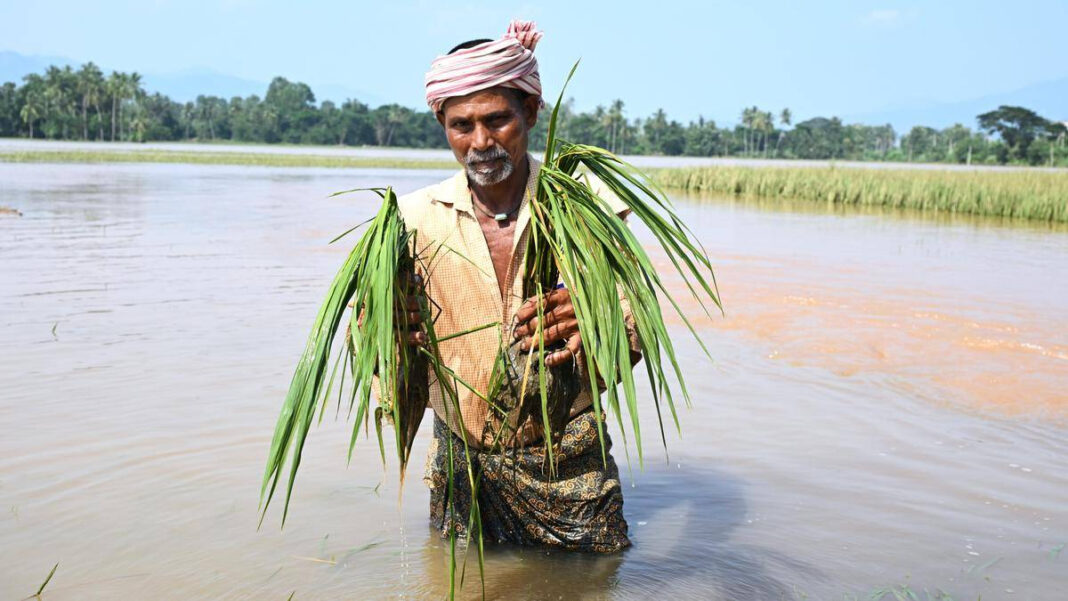 Andhra Pradesh Floods: Crops of 71,796 Farmers Hit, 2,405 km of Roads Damaged as Godavari Rises Again Andhra Pradesh Floods: 71,796 Farmers Affected, 2,405 km of Roads Damaged as Godavari River Rises Again