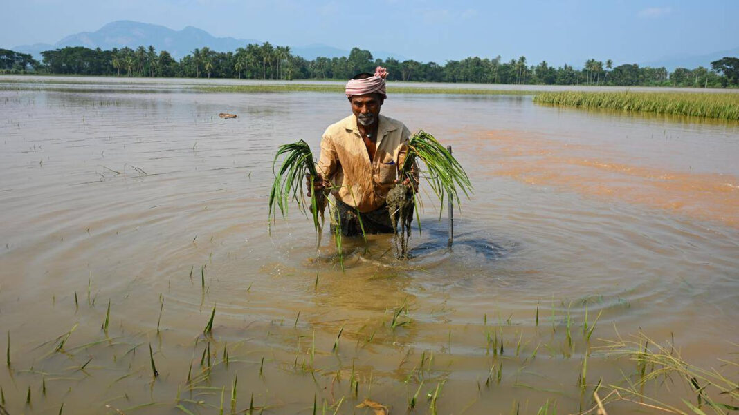 Atchannaidu Orders Speedy Enumeration of Cyclone-Hit Crop Losses Atchannaidu Orders Rapid Assessment of Cyclone-Hit Crop Losses