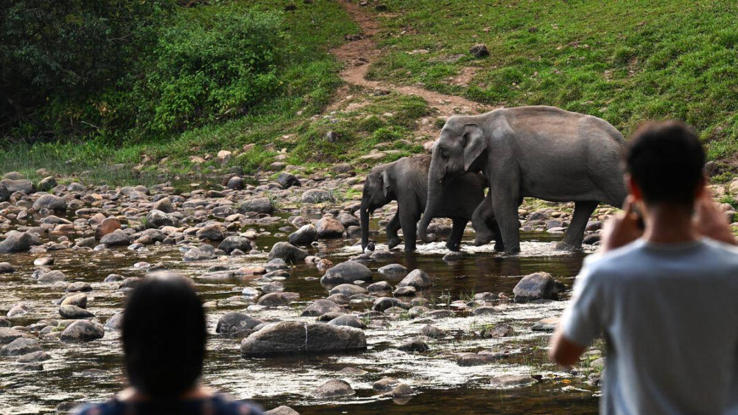 Greens Question Members Expertise on Kerala Human-Wildlife Conflict Panel Greens Question Expertise of Kerala Human-Wildlife Conflict Panel Members