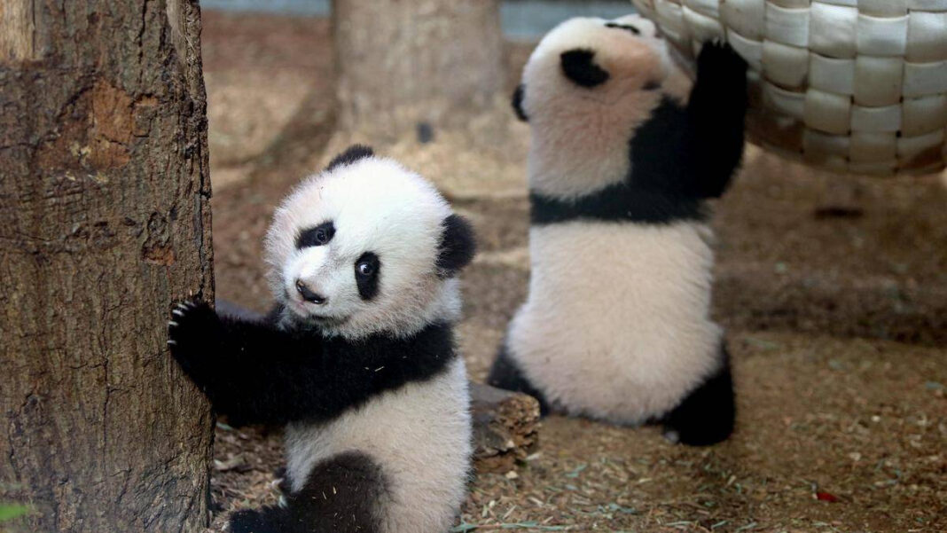 Two Giant Pandas from China Arriving Soon at Atlanta Zoo "Two Giant Pandas from China Set to Arrive at Atlanta Zoo"