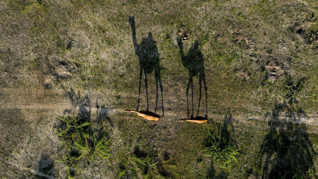 News in frames: Kutchs dwindling camel population
