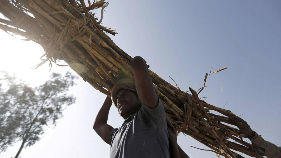 Uttar Pradesh Launches New Sugarcane Varieties to Boost Yields