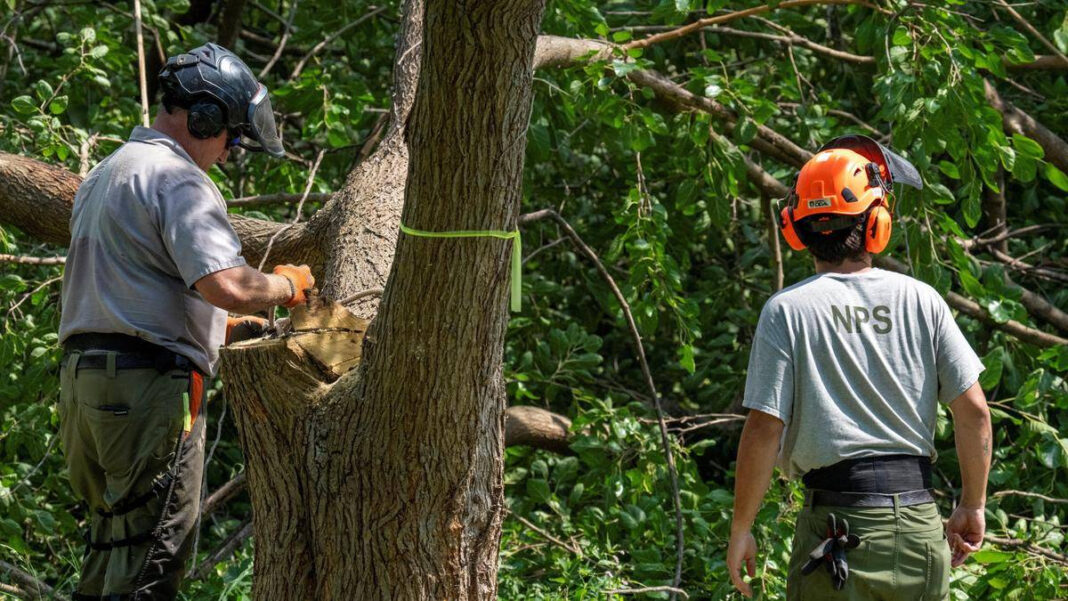 U.S. judge halts tree-cutting at Trumps golf course project