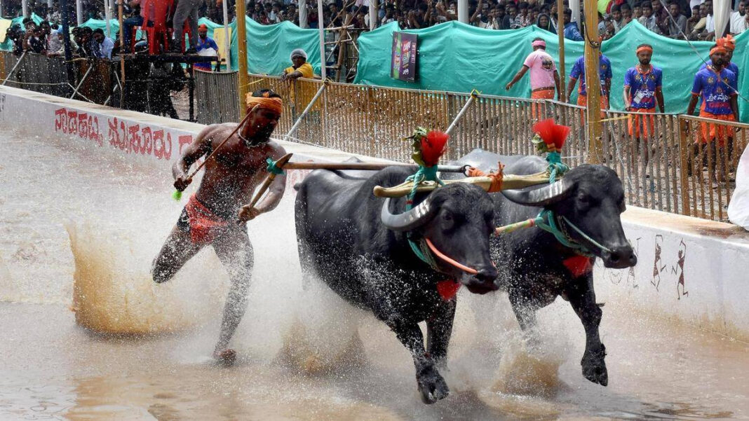 Kambala Debuts at Mysuru Dasara: 150 Buffalo Pairs Race
