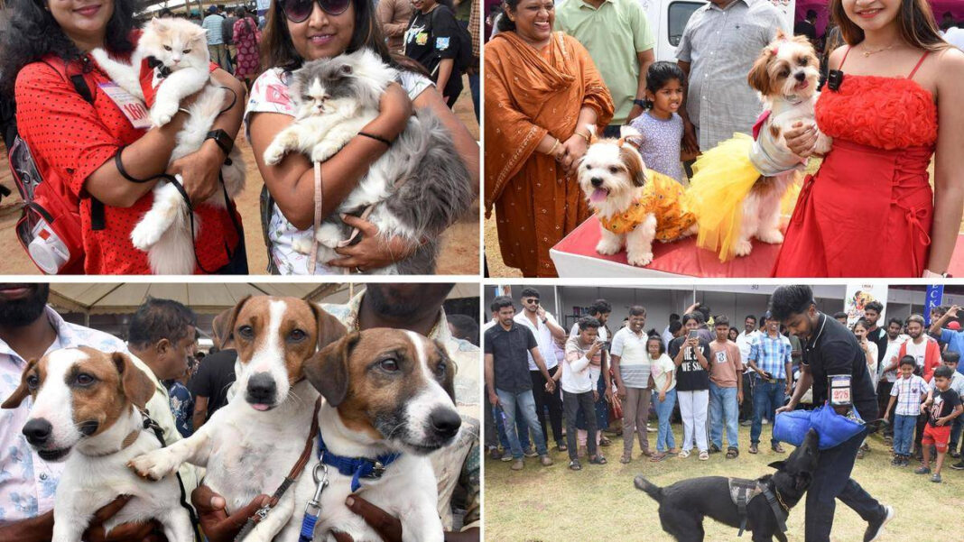 Pet Show at J.K. Grounds Draws Large Crowds