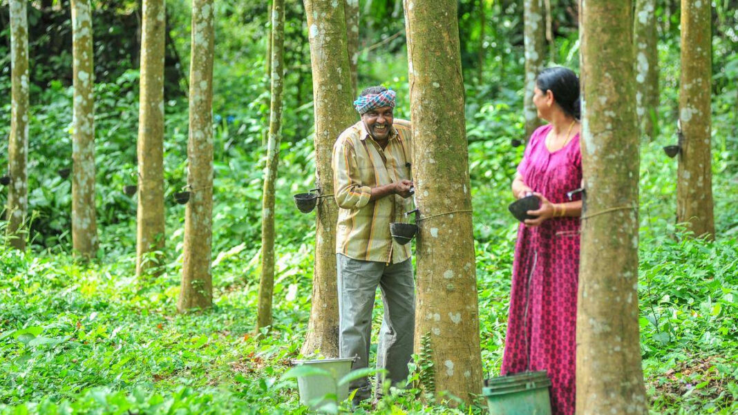 Keralam rubber boom revives idle plots, lifts stakeholders hopes Kerala Rubber Boom Revives Idle Plots, Boosts Farmers' Hopes