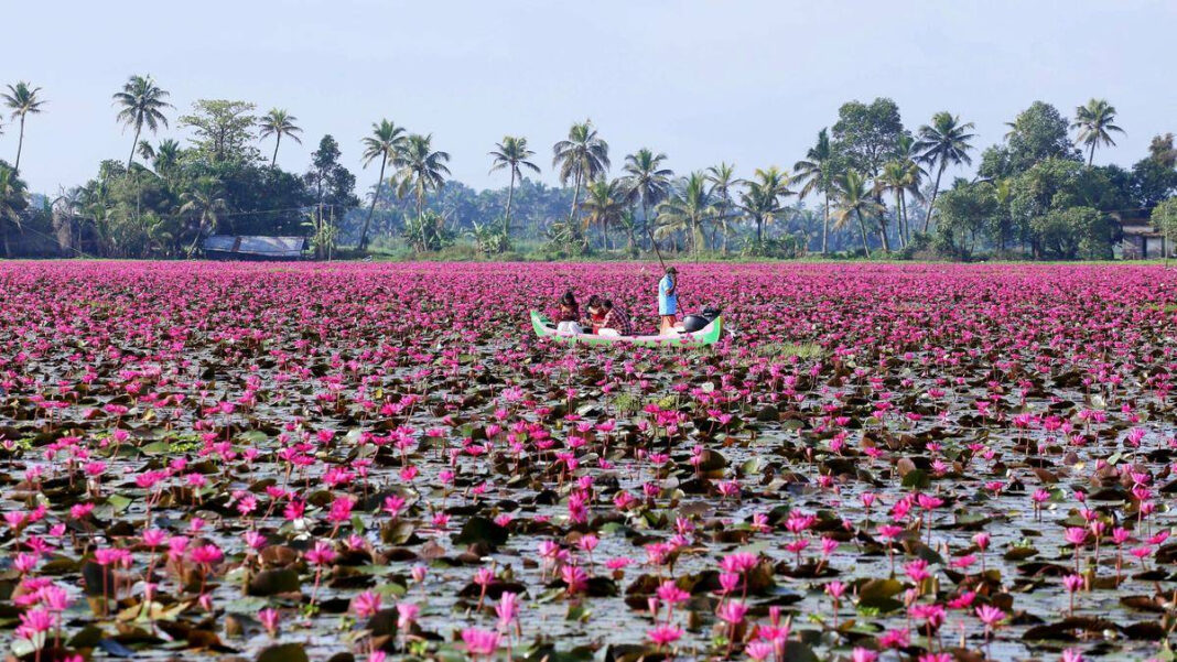 Malarikkals Pink Water Lilies Worry Ecologists Malarikkal's Pink Water Lilies Raise Environmental Concerns