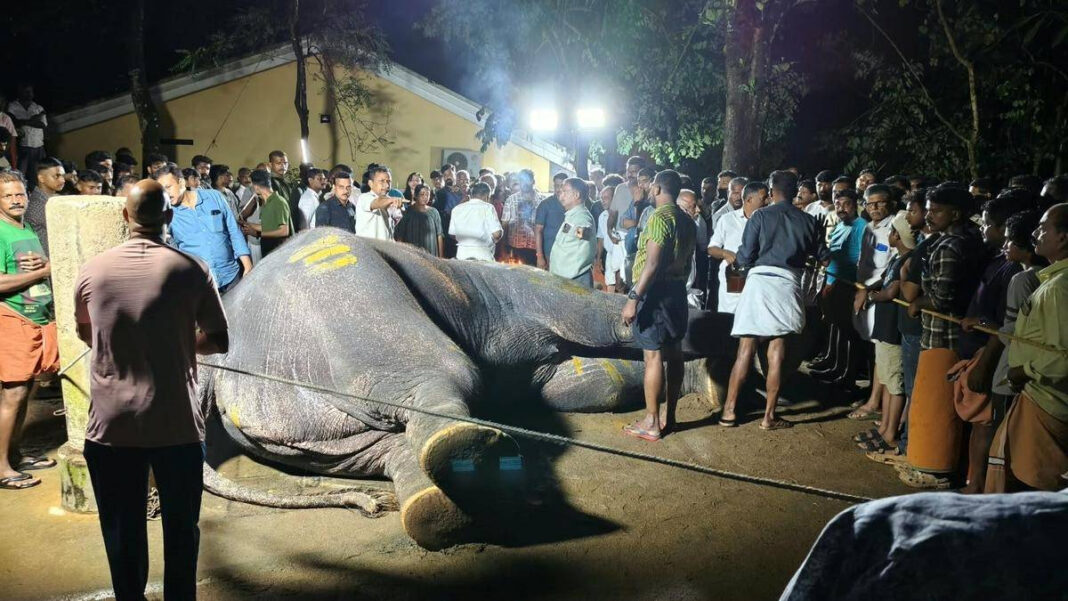 Tusker Pallatt Brahmadathan Killed by Lightning in Kottayam, Kerala Tusker Pallatt Brahmadathan Killed by Lightning in Kottayam, Kerala