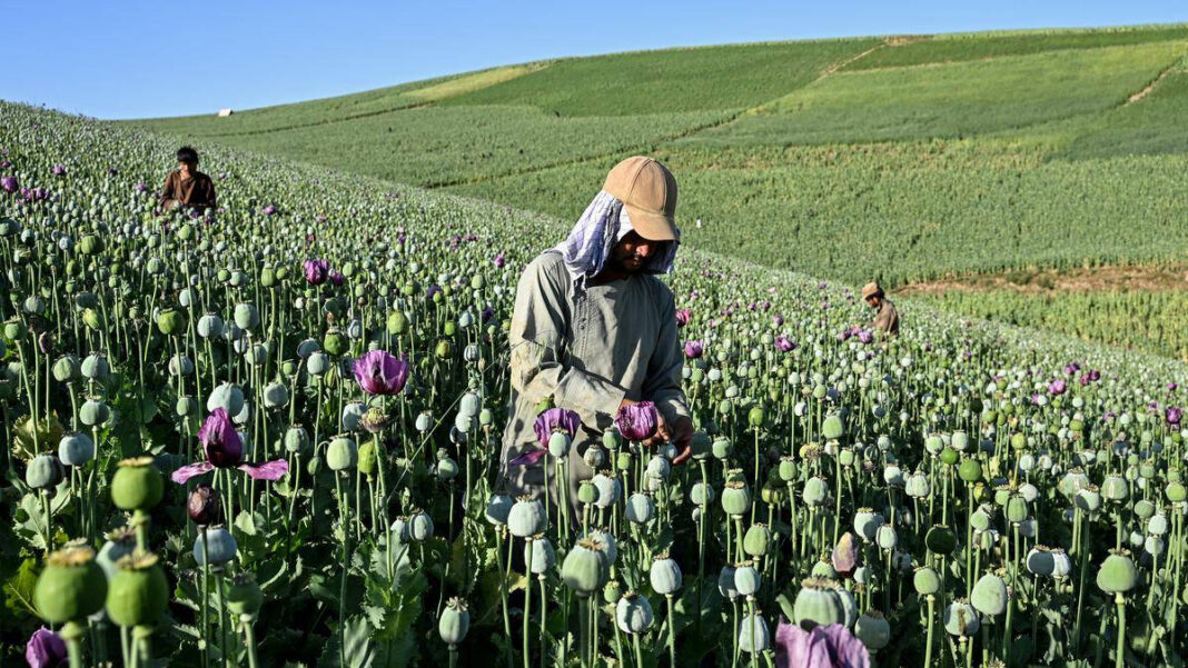 Afghanistan opium poppy cultivation surges despite Taliban government ban: UN Afghanistan opium poppy cultivation surges despite Taliban government ban: UN