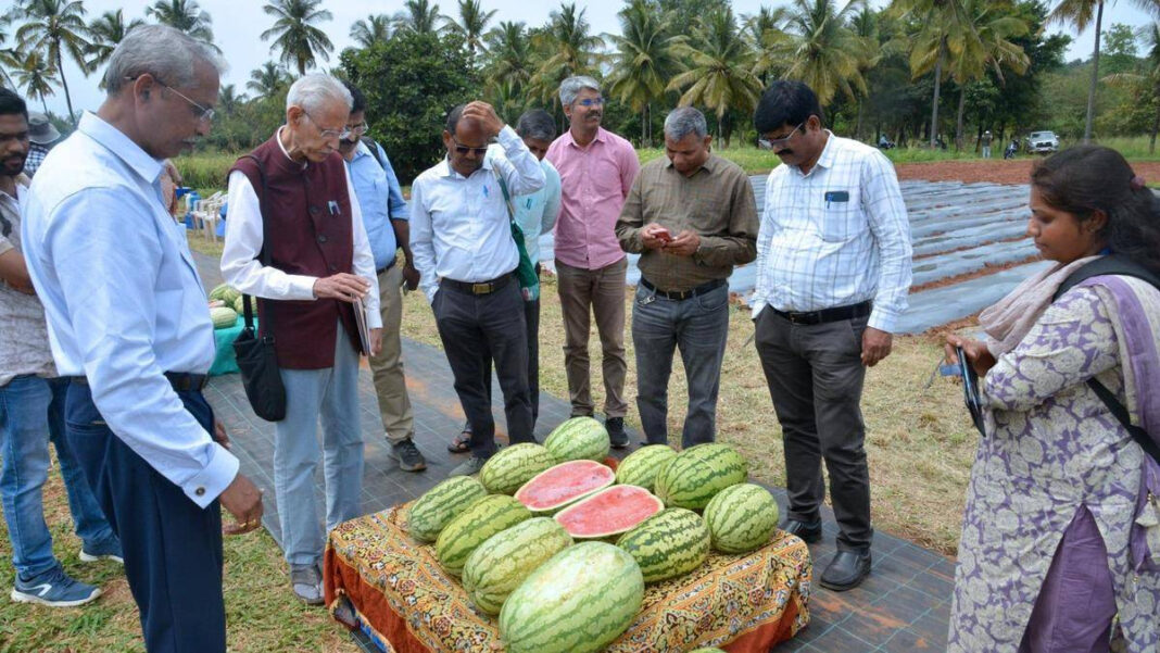IIHR Arka Shakti Rootstock Shields Watermelon from Gummy Stem Blight IIHR Arka Shakti Rootstock Protects Watermelon from Gummy Stem Blight