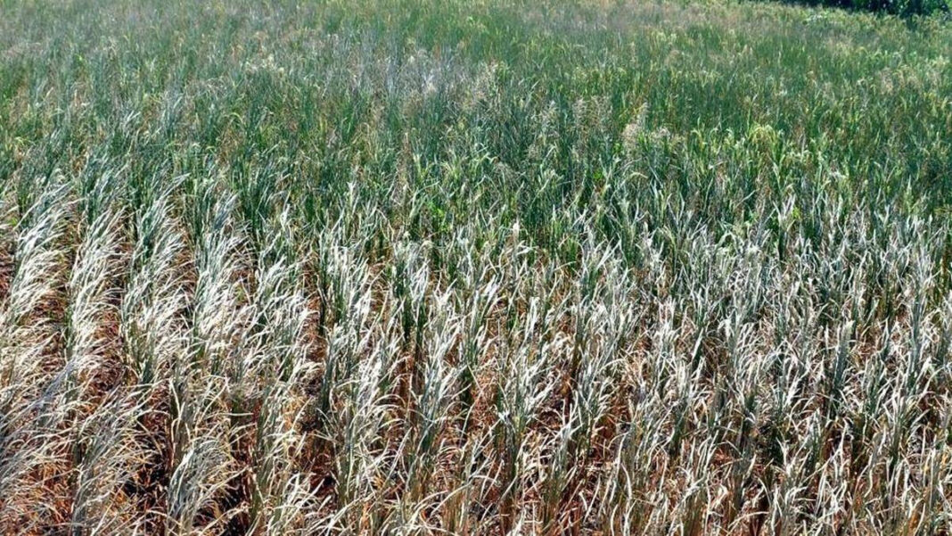 Telangana MP: Avoid Water-Intensive Crops to Prevent Financial Distress Telangana MP: Shun Water-Intensive Crops To Prevent Financial Distress