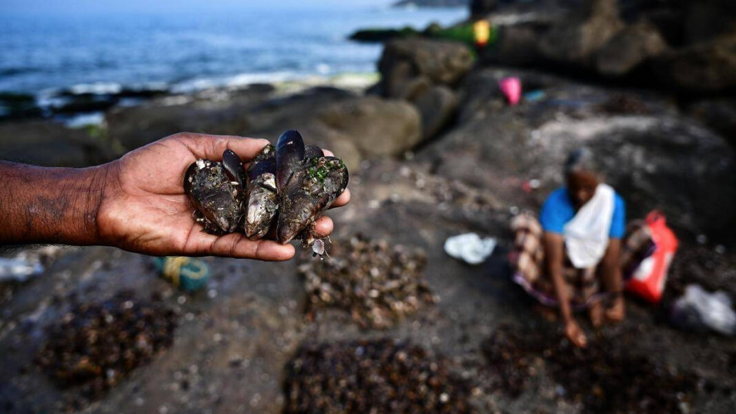 How brown mussels sustain livelihoods along Thiruvananthapurams coast