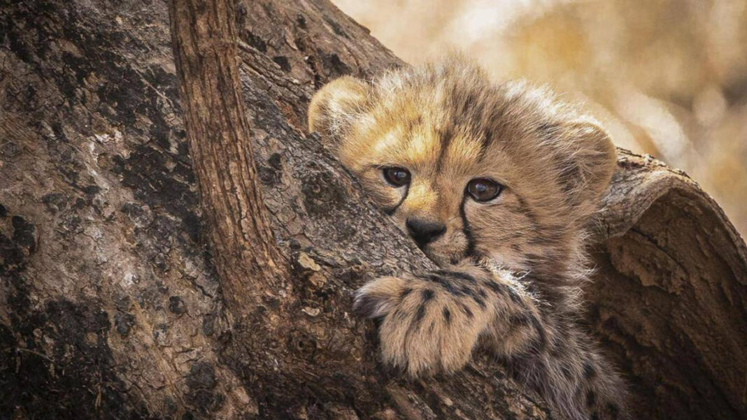 What does the shooting of a Kuno cheetah cub mean for Project Cheetah? | Explained