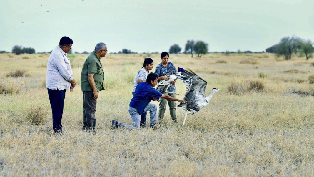 Two Captive-Bred Great Indian Bustards Released in Rajasthan