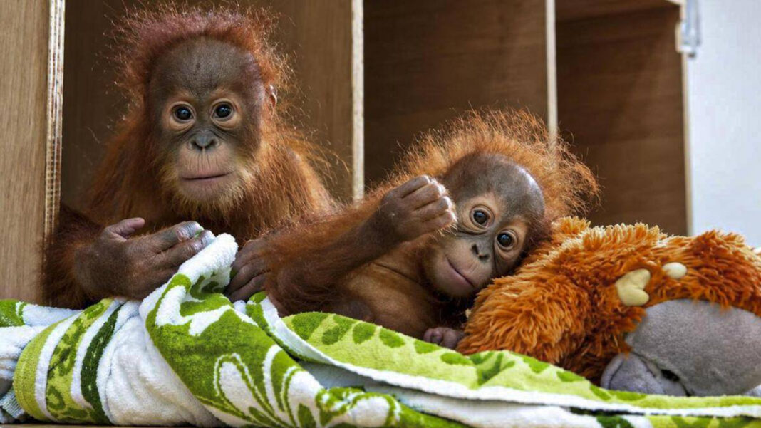 Rescued Baby Orangutan in India Repatriated to Indonesia: A Heartwarming Journey Home "Heartwarming Journey: Rescued Baby Orangutan Repatriated to Indonesia from India"