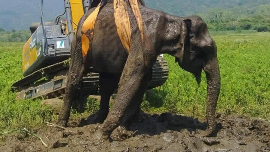 Female elephant trapped in slush at Erode districts Gunderi­pallam reservoir dies