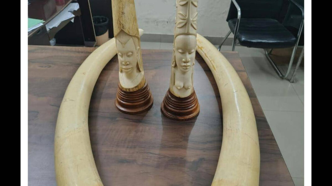 DRI Seizes Four Elephant Tusks, Ivory Articles; Arrests Three
