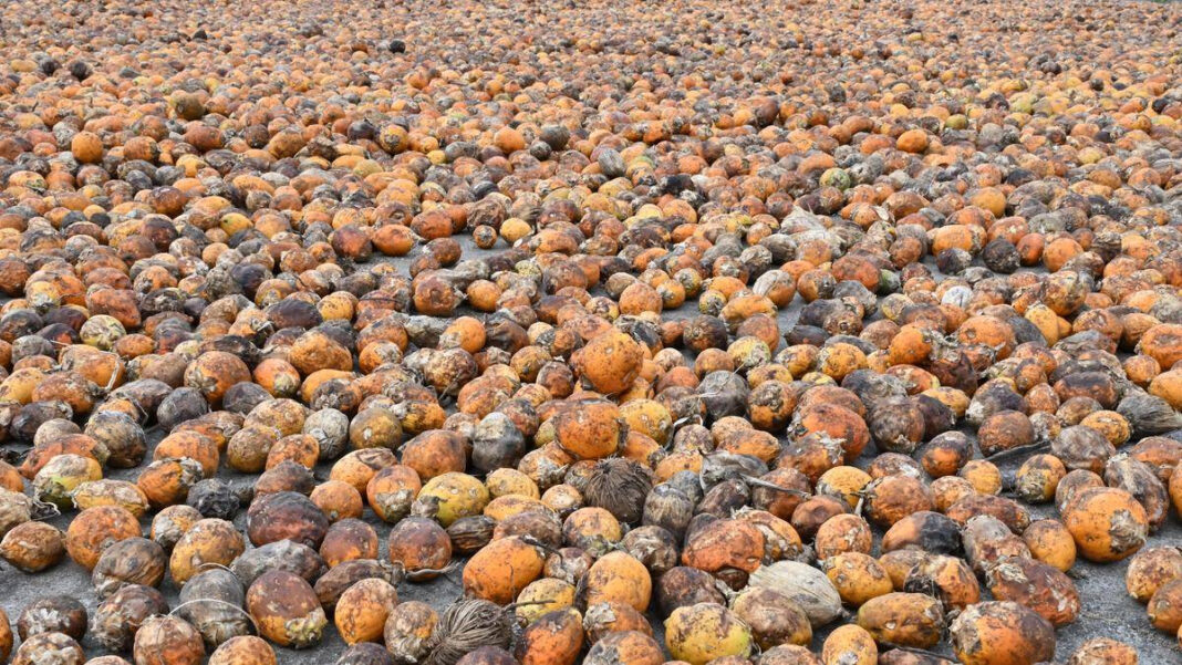 Enforcement Directorate Searches 16 Locations Linked to Foreign-Origin Betel Nut Smuggling via Indo-Myanmar Border ED Searches 16 Locations in Betel Nut Smuggling Probe at Indo-Myanmar Border