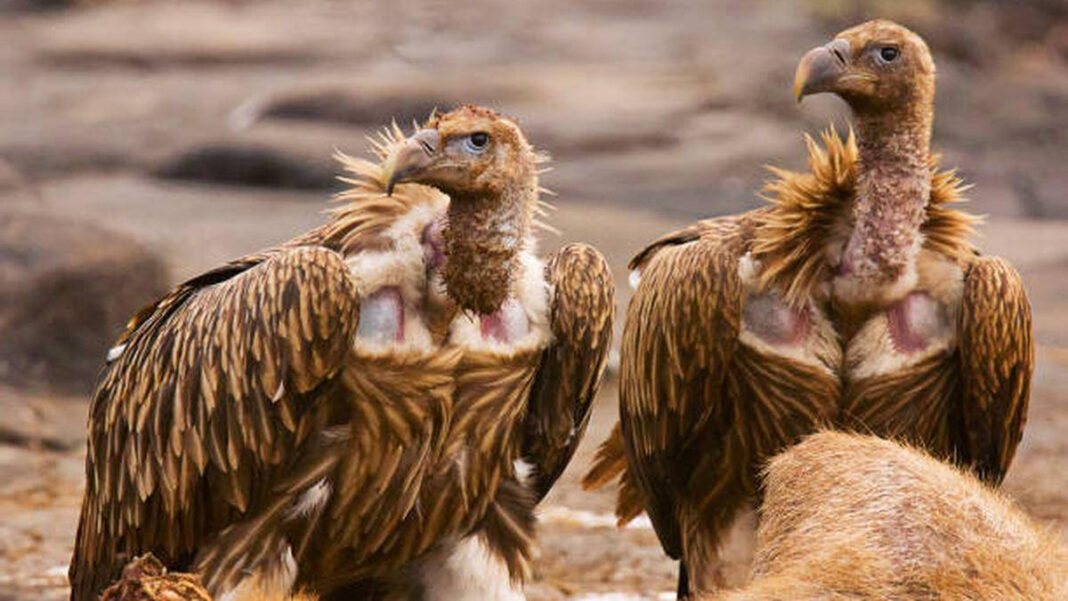 Feral dogs a major threat to vultures in Thar desert, study finds