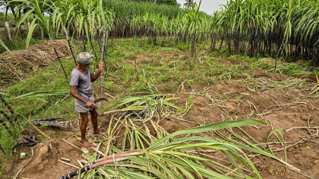 India Forms Government Panel to Address Sugarcane Farmers' Issues